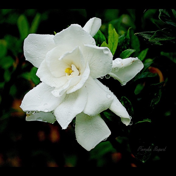 susanstewart228